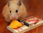 Desratizaciones para eliminar plagas de ratas y ratones
