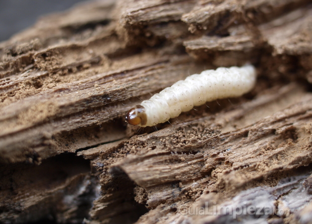 Carcoma de la madera Larva
