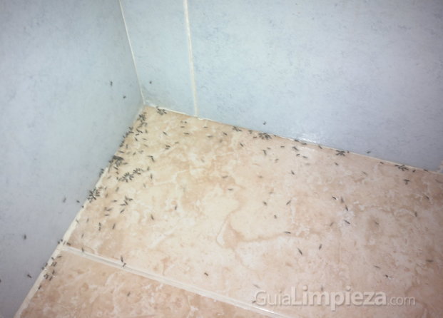 Hormigas antes del tratamiento