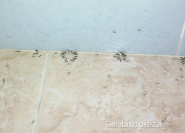 Hormigas despues del  tratamiento