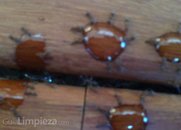 Hormigas comiendo gel