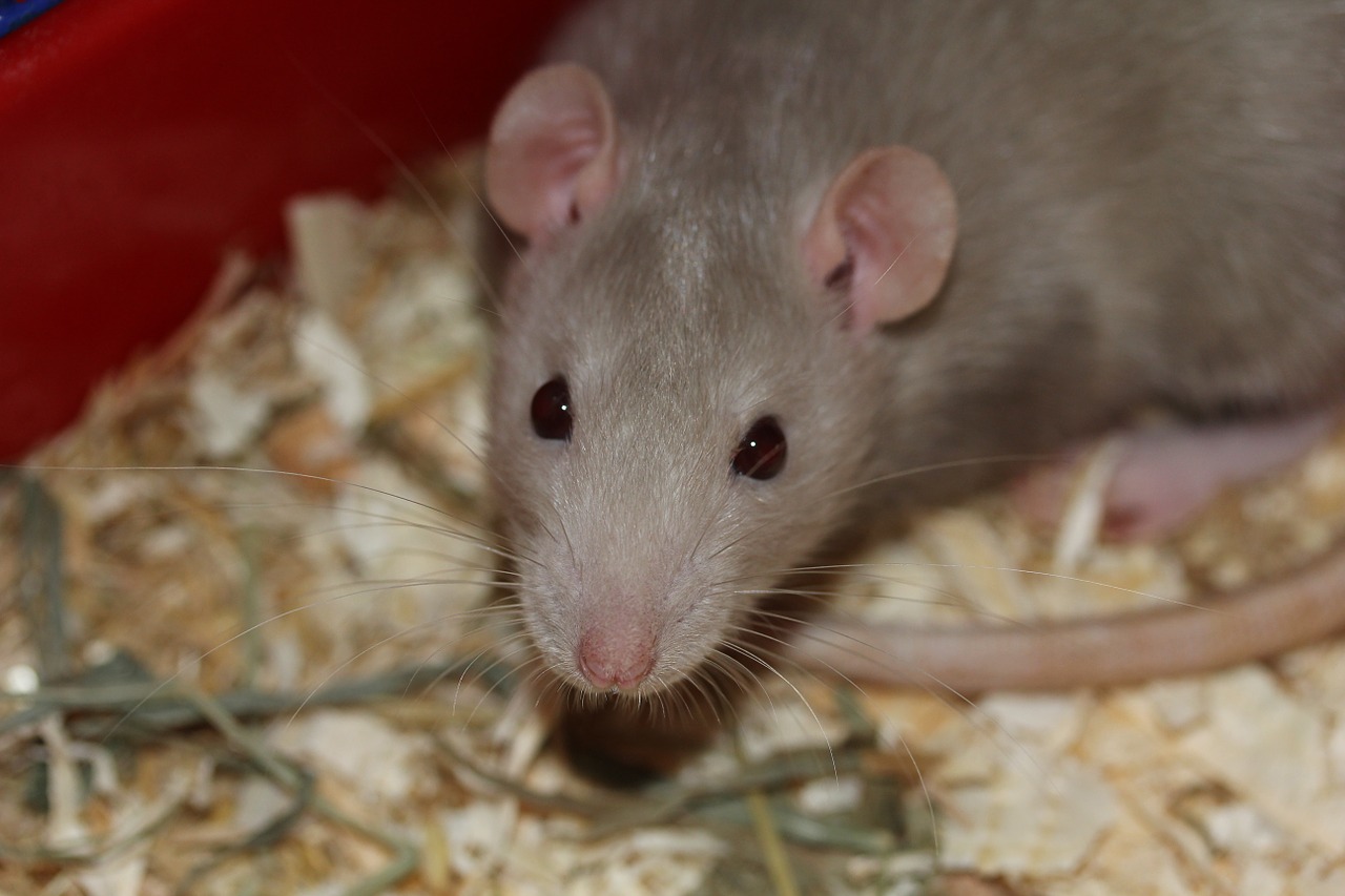 rat-369105-1280.jpg