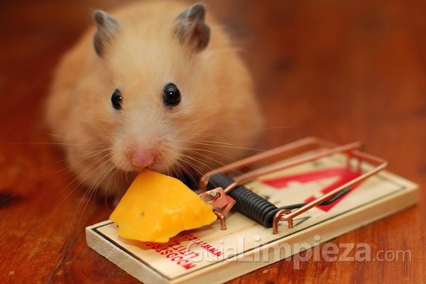 Desratizaciones para eliminar plagas de ratas y ratones
