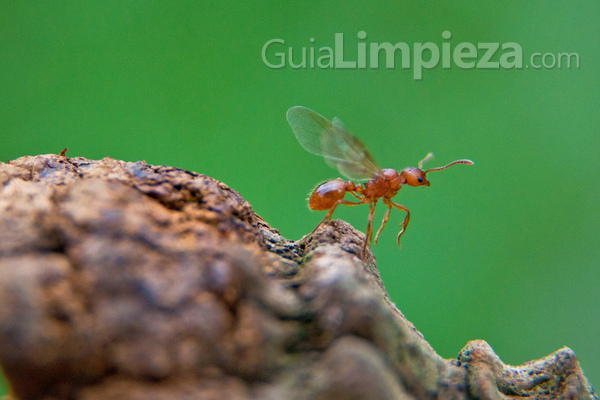 Las hormigas voladoras