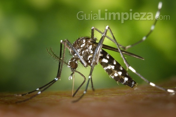 Parches, brazaletes y camisetas antimosquitos