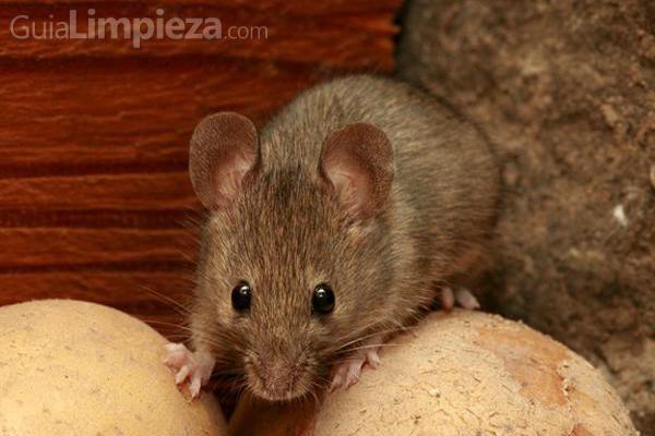 Desratización: cómo acabar con los roedores