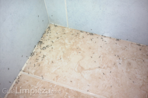 Los mejores métodos para eliminar las hormigas de tu hogar