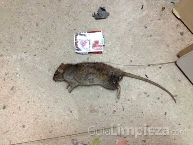 Rattus norvergicus capturada (entre muchas más) por Serint Conplag S.L. en una granja de terneros 