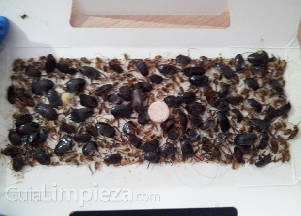 Blatta orientalis
