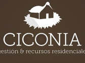 Ciconia
