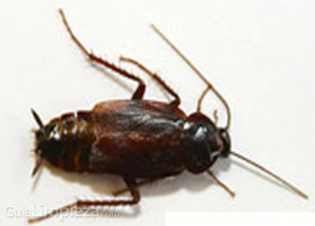 Cucaracha negra