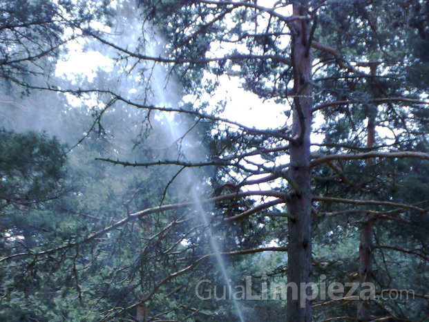 fumigacion pinos contra procesionaria