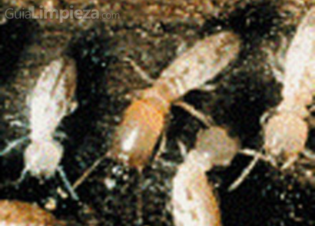 Inspección termitas