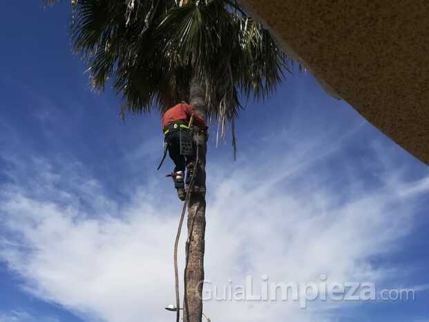 Servicios jardinería Murcia.jpg