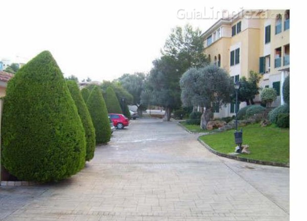 Arboles ornamentales