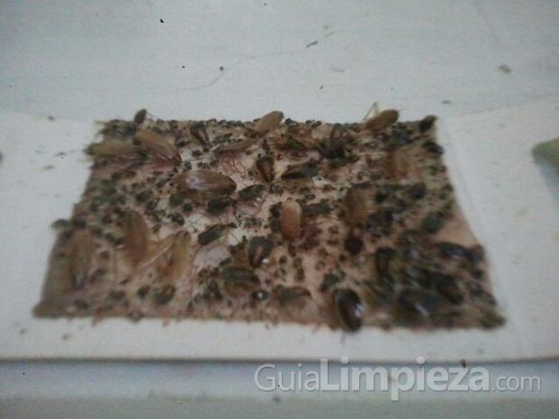 Trampas adhesivas de feromona con cucarachas