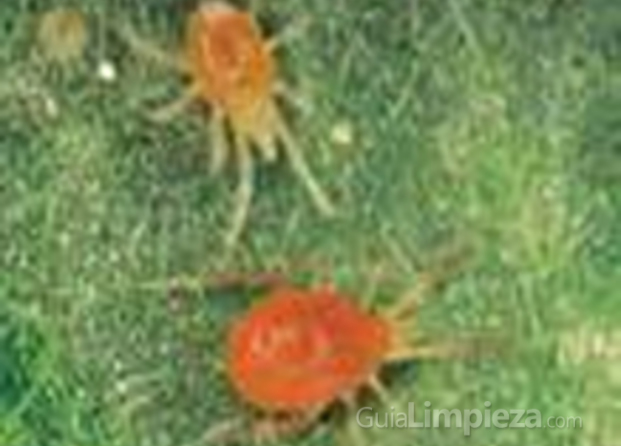 Araña roja