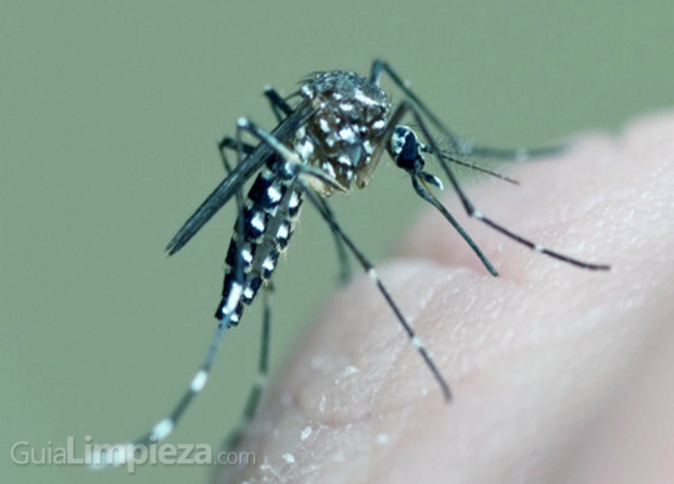 Aedes Albopictus