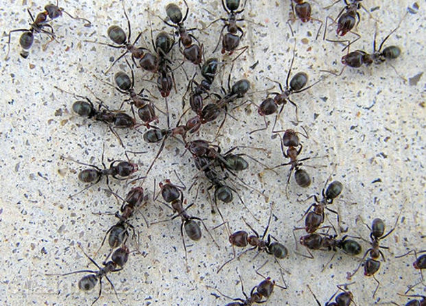 Lasius Niger