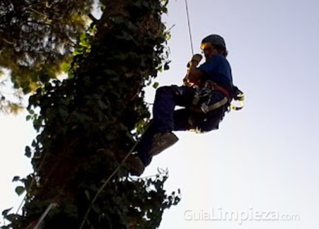 Poda de árbol